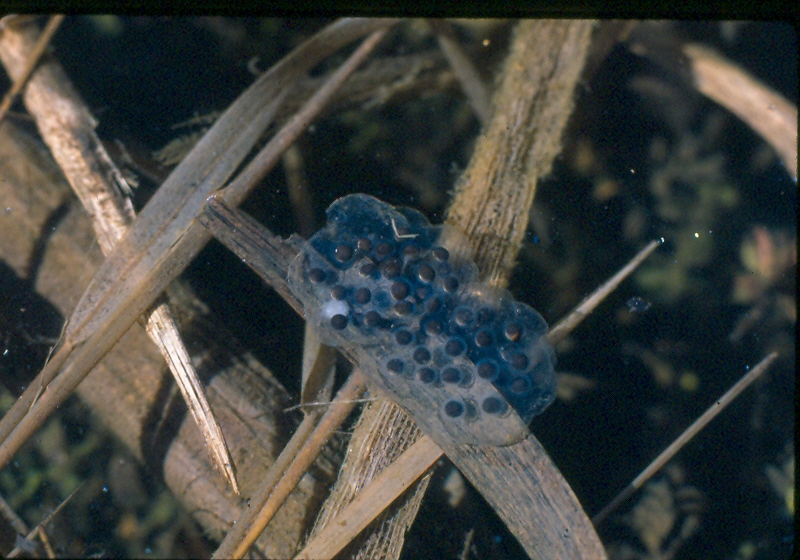 New Jefferson salamander egg mass. New Jefferson salamander egg mass. Credit: Ed Thompson